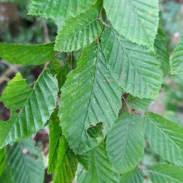 Carpinus betulus Blad