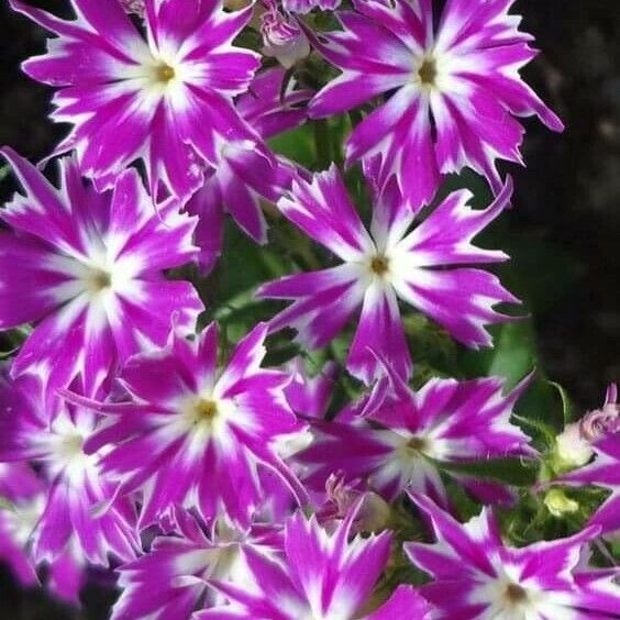 Phlox drummondii Květ