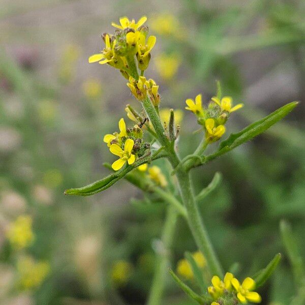 Sisymbrium officinale Flor