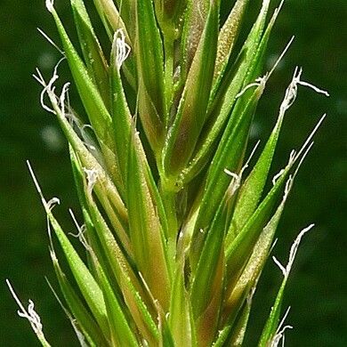 Anthoxanthum aristatum Flower