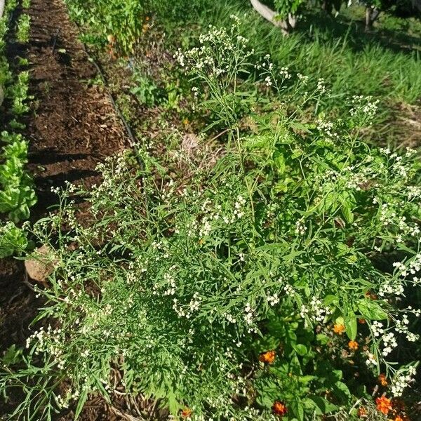 Parthenium hysterophorus Çiçek