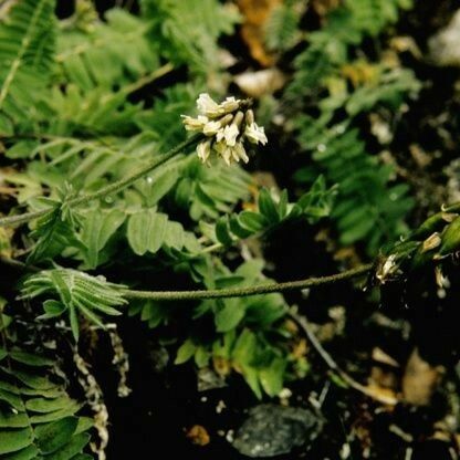 Oxytropis deflexa Habit