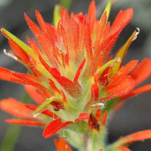 Castilleja peckiana Virág