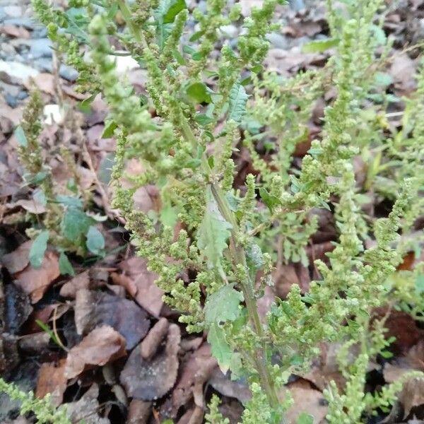 Dysphania ambrosioides Flower