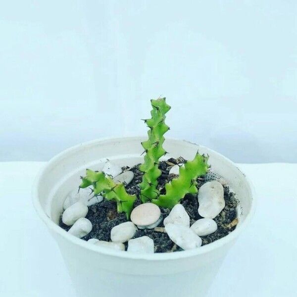 Euphorbia knobelii
