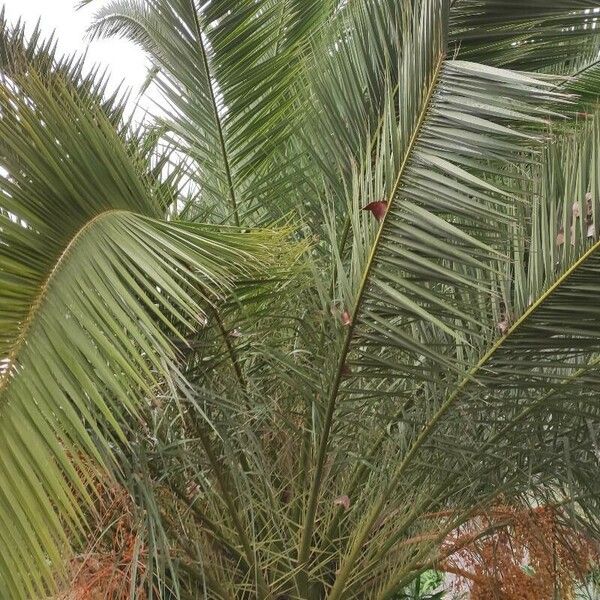 Phoenix canariensis Leht