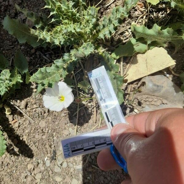 Convolvulus althaeoides Flower