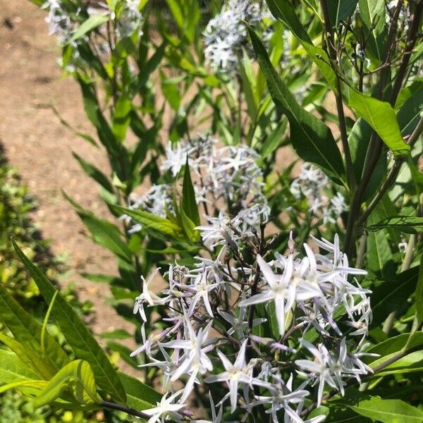 Amsonia tabernaemontana Õis