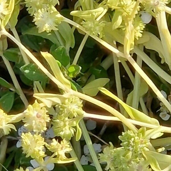 Cuscuta campestris Flower