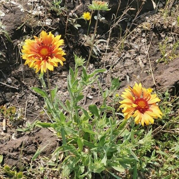 Gaillardia aristata Цвят