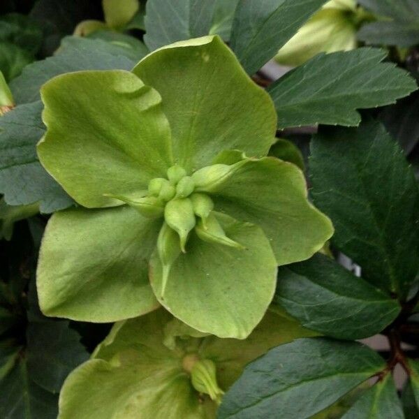 Helleborus orientalis Плод