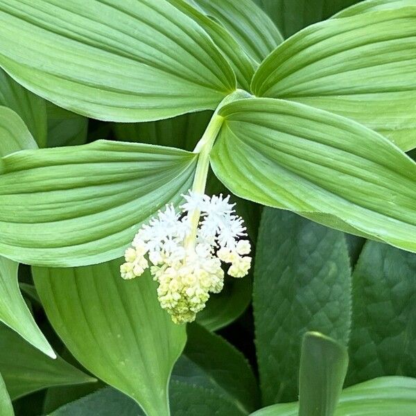 Maianthemum racemosum Flors