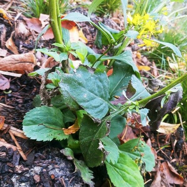 Solidago flexicaulis Folha