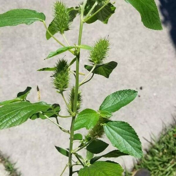 Acalypha alopecuroidea Лист