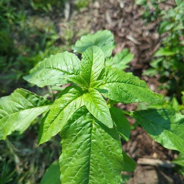 Amaranthus blitum Листок