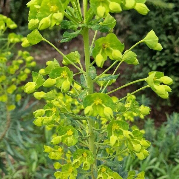 Euphorbia esula Liść