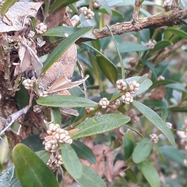 Buxus sempervirens Blodyn