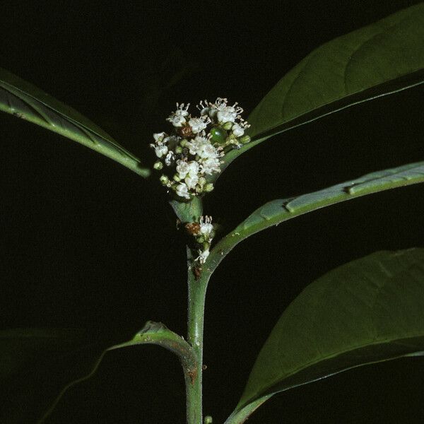 Cordia fanchoniae Цветок