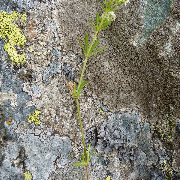 Galium anisophyllon Floare