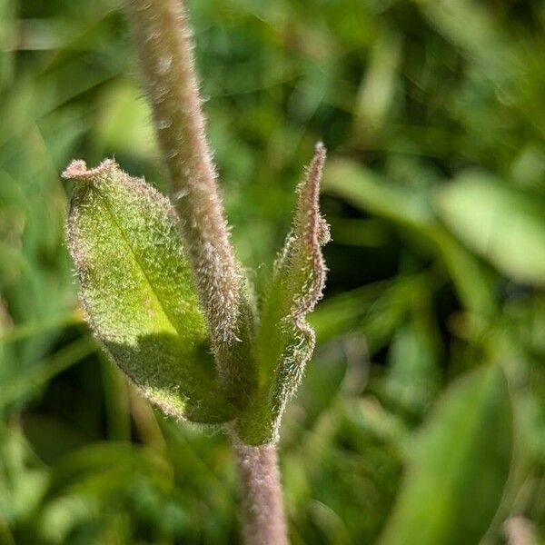 Arnica montana Leaf