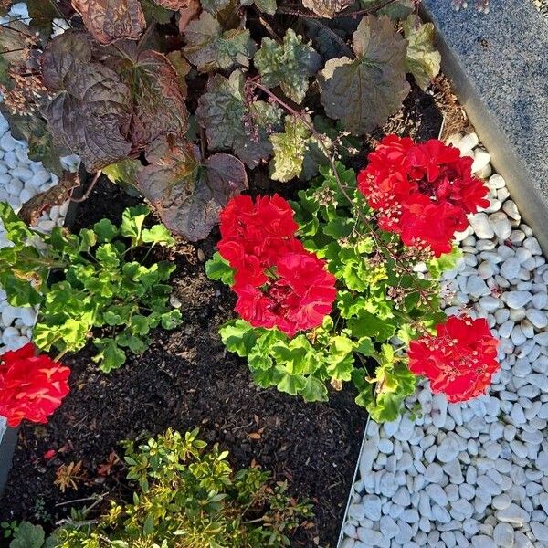 Pelargonium zonale Flors