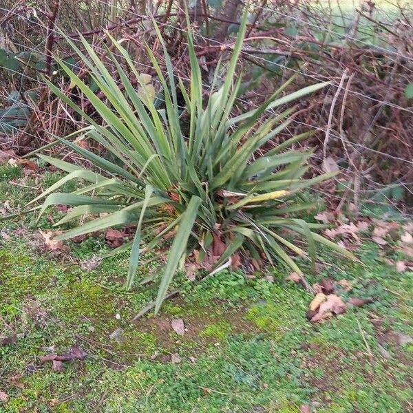 Yucca filamentosa Habitus