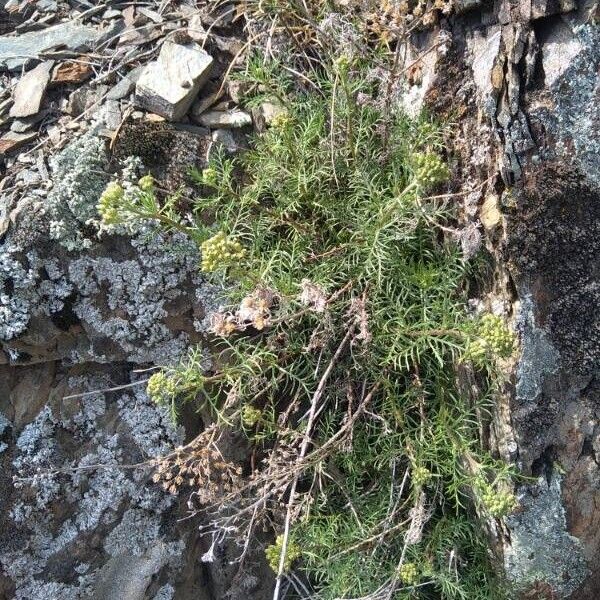 Achillea chamaemelifolia 葉