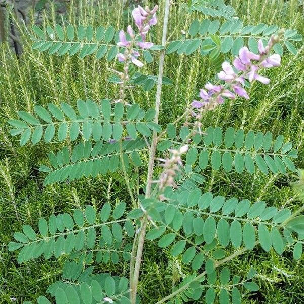 Indigofera tinctoria Cvet