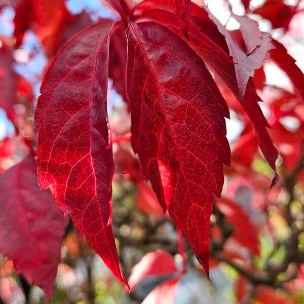 Parthenocissus quinquefolia Leaf