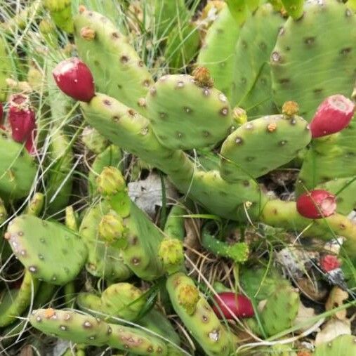 Opuntia humifusa 葉