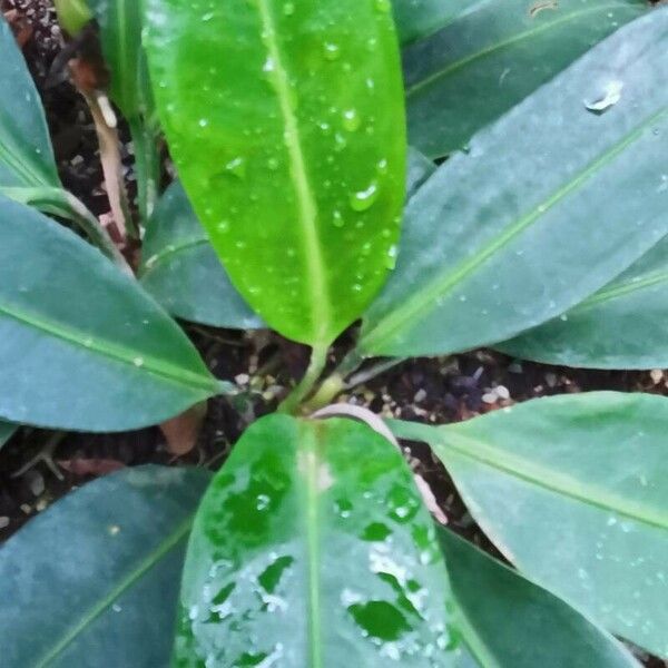Anthurium interruptum Leaf