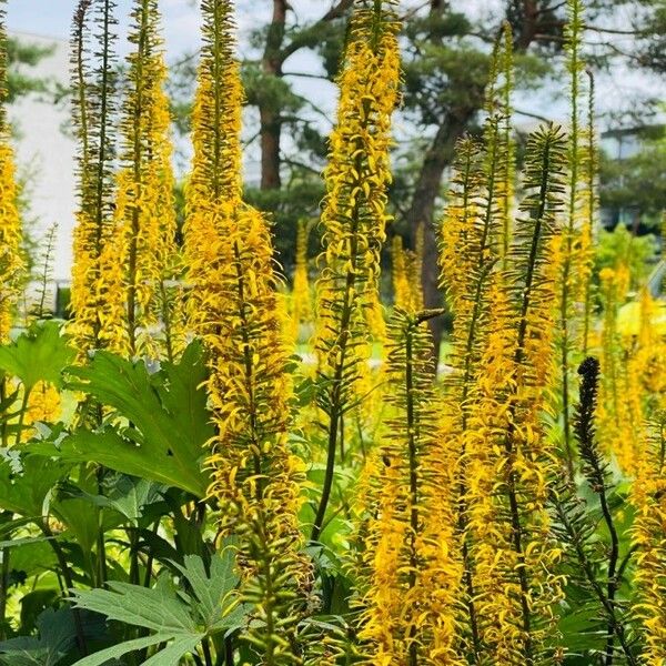 Ligularia wilsoniana Květ