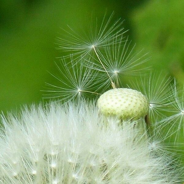 Taraxacum officinale Owoc