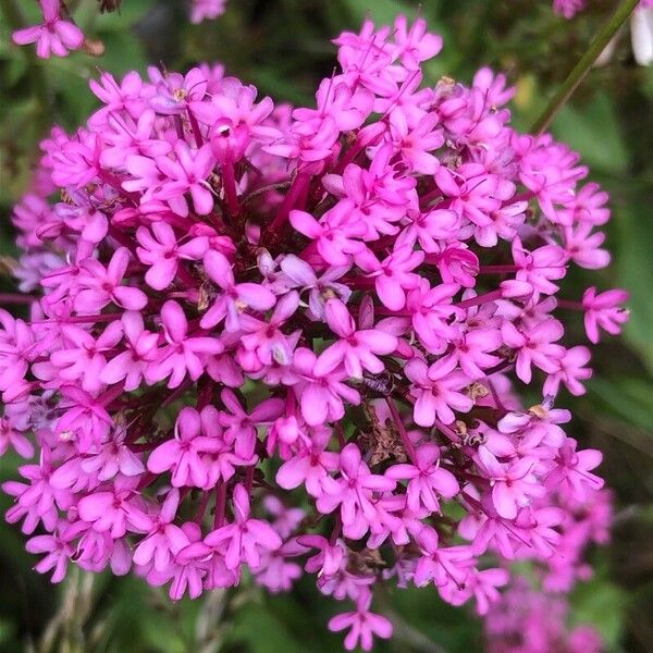 Centranthus ruber Flower