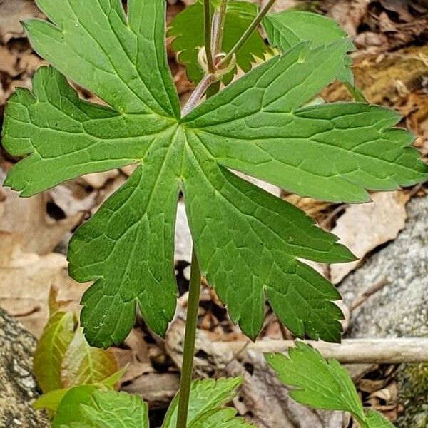 Geranium maculatum 葉