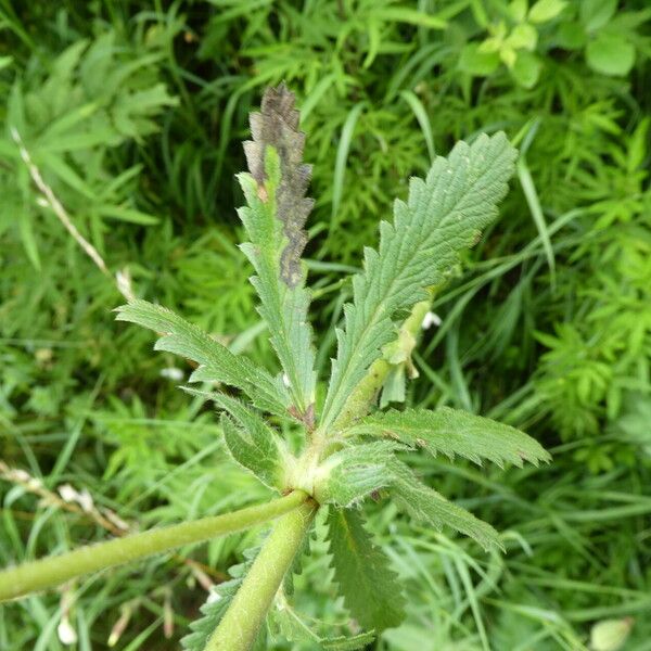 Potentilla recta Yaprak