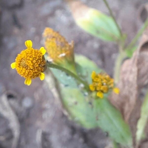 Acmella uliginosa Lorea