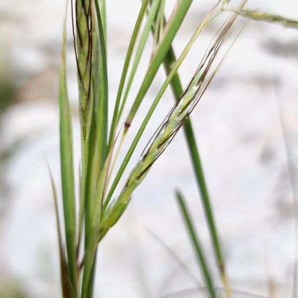 Hyparrhenia hirta Квітка