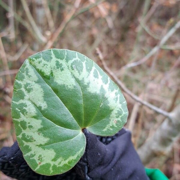 Cyclamen purpurascens Ліст