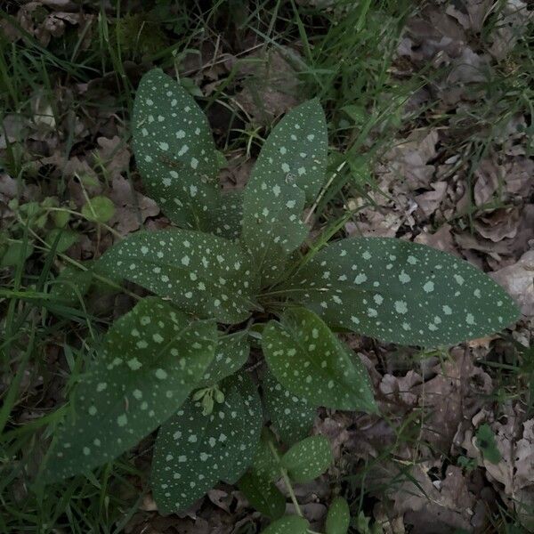 Pulmonaria saccharata Leaf