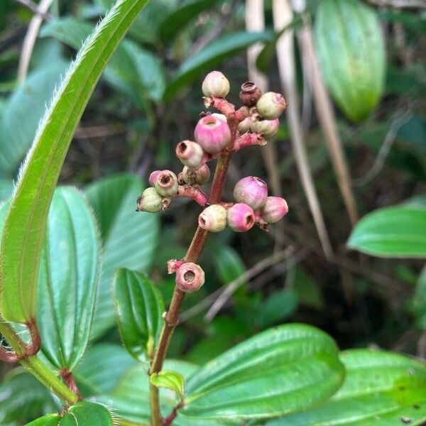 Miconia ciliata Hedelmä