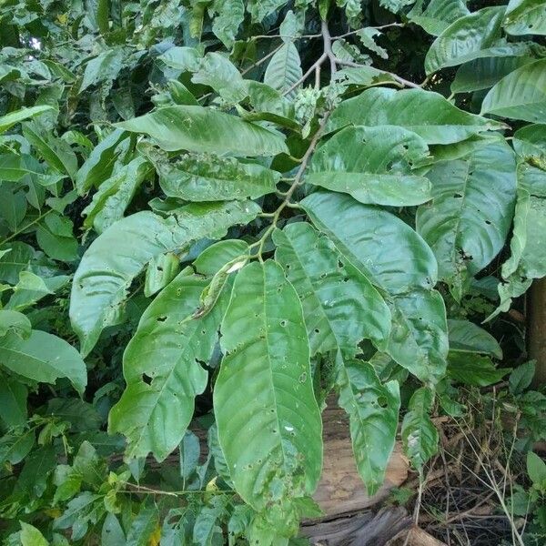 Annona reticulata Blatt