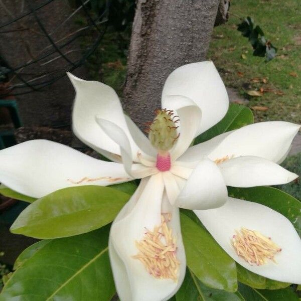 Magnolia virginiana Květ