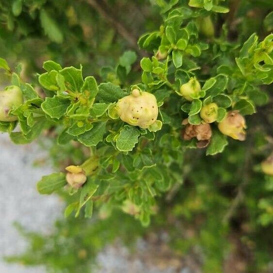 Baccharis pilularis Květ