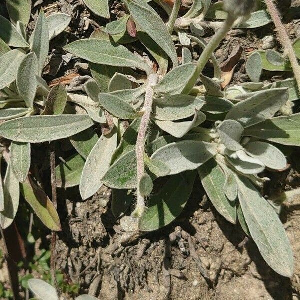 Pilosella officinarum 葉