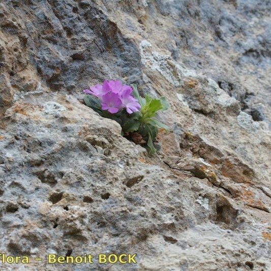 Primula allionii Συνήθη χαρακτηριστικά