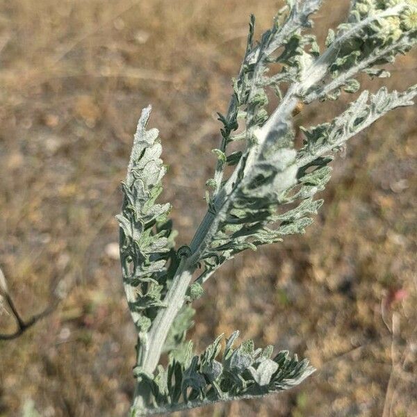 Achillea clavennae पत्ता