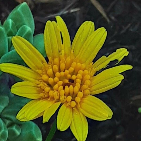 Euryops chrysanthemoides Blomst