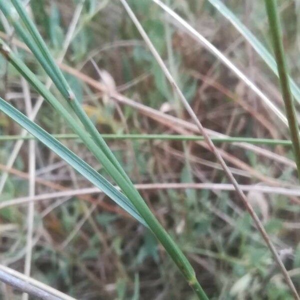 Juncus maritimus Deilen