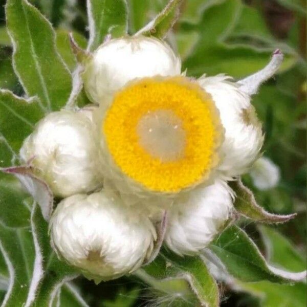 Helichrysum foetidum Bloem